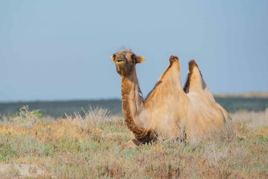 One Bactrian camel lies in the steppe