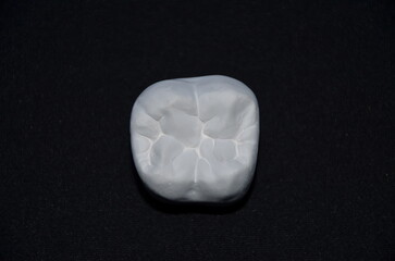 lower second molar in white plaster on black background