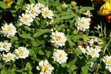 Fototapeta premium white flowers of the zinnia in the autumn sun