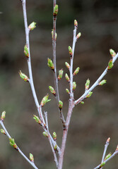 Buds swelled on the tree in spring