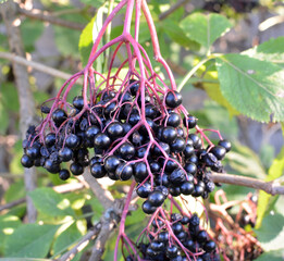 Bunch of elderberries with ripe berries