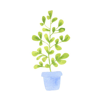 Watercolor drawing of an indoor plant in a blue pot. Decorative garden flowers for office and home decor, Isolated illustration on white background.