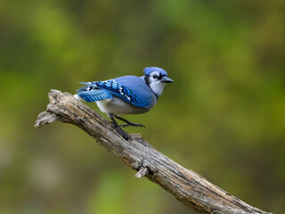 Blue jay portrait in Fall on green background