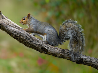 Naklejka na ściany i meble Eastern gray squirrel closeup portrait in fall