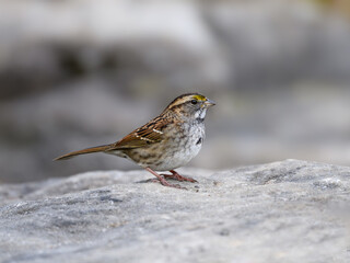 White-throated Sparrow standing on the rock
