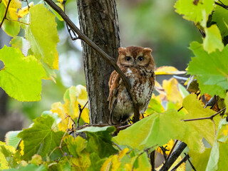 Eastern Screech Owl  red morph portrait in fall against yellow foliage