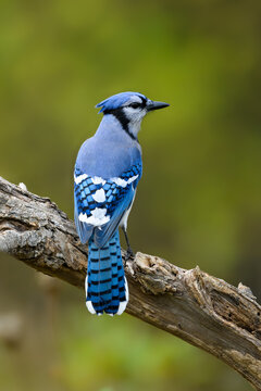 Blue jay portrait in Fall on green background