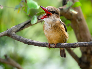 Brown-hooded Kingfisher closeup portrait