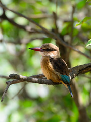 Brown-hooded Kingfisher sitting on dry tree branch