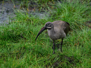 Hadada Ibis foraging on the pond, closeup portrait