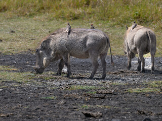  The Warthog or Common Warthog with red-billed oxpeckers perched on his back grazing in savannah