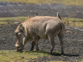 Fototapeta premium The Warthog or Common Warthog with red-billed oxpeckers perched on his back grazing in savannah
