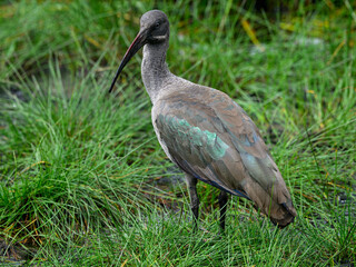 Hadada Ibis foraging on the pond, closeup portrait