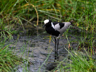 Blacksmith Lapwing foraging on the pond with tall grass