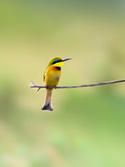 Little Bee-eater perched on tree branch against green yellow blur background