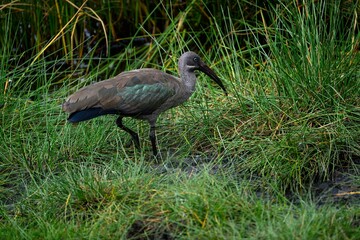 Naklejka premium Hadada Ibis foraging on the pond, closeup portrait