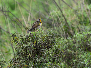 Pangani Longclaw perched on green plant