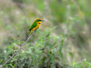 Little Bee-eater perched on tree branch against green background