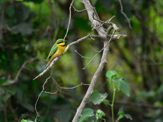 Little Bee-eater perched on tree branch against green background