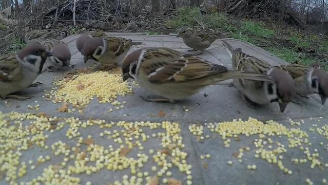 Wild Sparrows Eating Birdseed Placed On A Metal Su