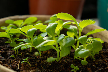 Sun touches green small plants represents hope and new year