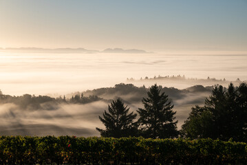 Morning sun glows atop a bank of fog in the valley below, tips of trees show, hilltop vineyard in gold glows in the light.