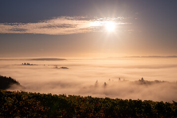 Morning sun glows atop a bank of fog in the valley below, tips of trees show, hilltop vineyard in gold glows in the light.