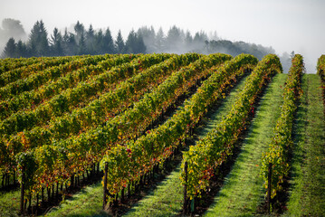 Fototapeta na wymiar Golden rows of vines line up on a hill, green grass between rows, fog obscuring the background, in this scene in an Oregon vineyard.