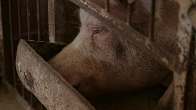 Pig. Pig chews close-up. Pig Farm. Huge pig on a farm. Modern agricultural pig farm. Happy animal husbandry.