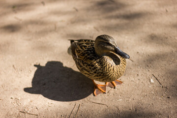 A female duck walking on the street