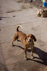 Guard dog looking agresively while taking care of warehouse