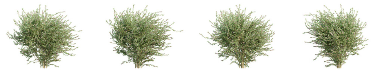 Set of Abelia grandiflora illustrations, 3D rendering with transparent background