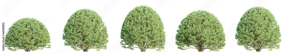 Poster set of abelia grandiflora illustrations, 3d rendering with transparent background