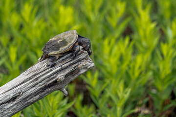 Young snapping turtle on a log