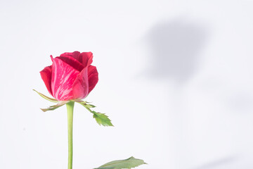 Uma bela flor chamada rosa