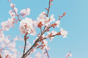 An abstract close-up of a two-colored blossom, featuring a combination of pink and white petals, photographed against a natural background, creating a delicate and visually pleasing contras - obrazy, fototapety, plakaty