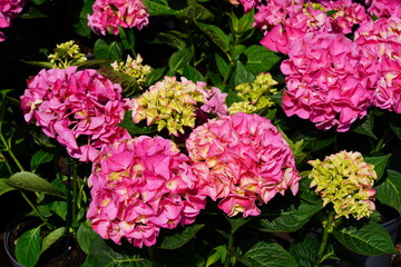 View of a pink hydrangea flower head in bloom