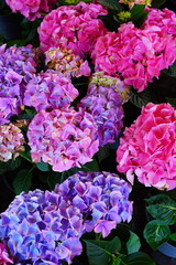 View of a pink hydrangea flower head in bloom