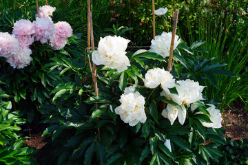Pink and white peony flowers growing in the garden - 665813699