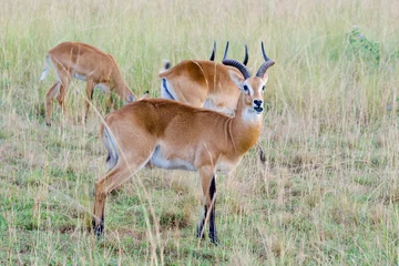 Acrylic prints Antireflex Antelope Ugandan Kops