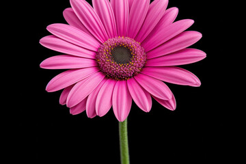 A minimalist close-up of a four-colored blossom, with a mix of orange, yellow, pink, and white petals, photographed against a clean and simple black background, emphasizing the purity and elegance of