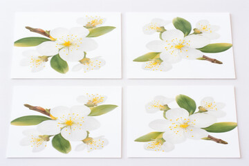 A minimalist close-up of a two-colored blossom, featuring a combination of yellow and white petals, captured against a clean white background, creating a simple yet elegant compositio