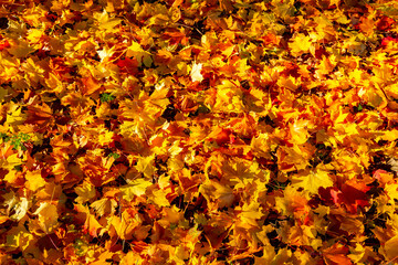 Maple leaves covering ground in autumn