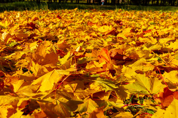 Maple leaves covering ground in autumn