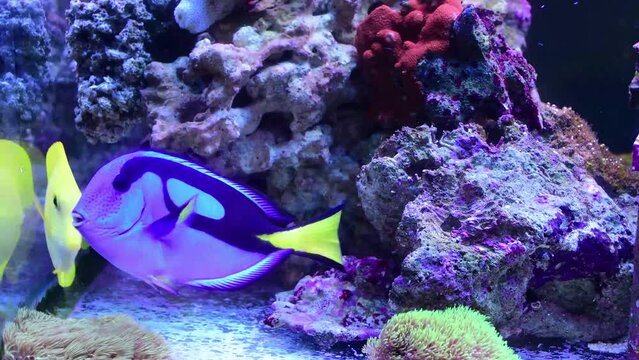 Blue surgeonfish Paracanthurus hepatus, also known as the blue tang swiming in marine aquarium also Zebrasoma flavescens - Yellow Tang is there and lots of corals.