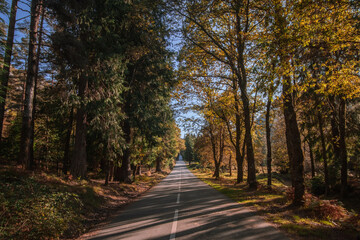 Obraz premium Endless road crossing Gerês National Park forest in autumn 