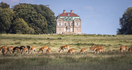 Deer in front of Klampenborg, Hermitage Hunting Lodge in Dyrehaven,  Denmark - obrazy, fototapety, plakaty