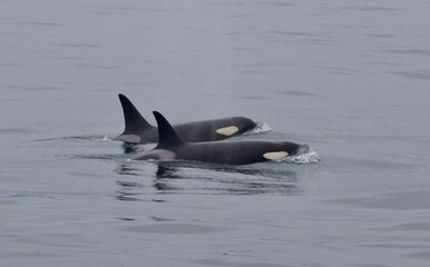 Fototapeta premium pair of killer whales, Alaska 