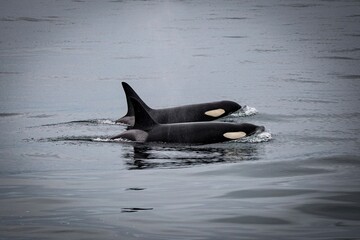 Couple of killer whales swimming into the ocean, Alaska  © Soldo76