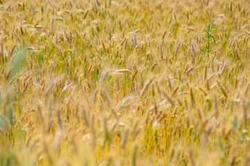 Hordeum vulgare barley tall stem and seeds in golden yellow color before harvesting on the field, ripening agricultural cereal